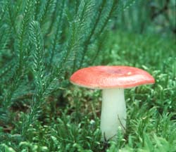 Russula emetica