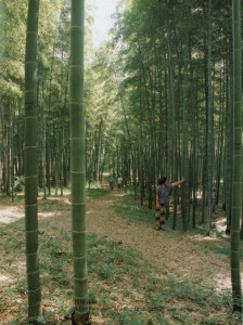 Bamboo forest