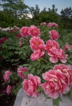 http://www2.ville.montreal.qc.ca/jardin/images/chine/pivoine.jpg