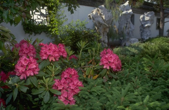Rhododendron