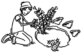 Les Botanozores