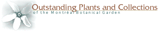 Outstanding Plants and Collections