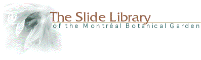Slide Library of the Montréal Botanical Garden