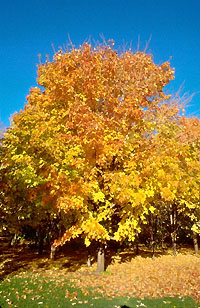 Couleurs d'automne