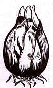 True bulb