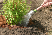 Watering a newly planted shrubs ; photo of Michel Tremblay