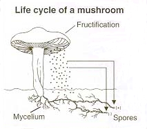 Life cycle of a mushroom