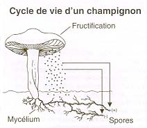 Parties d'un champignon � lamelles - Cliquez pour agrandir