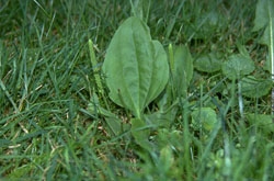 Plantago major - Plantain � Edith Smeesters