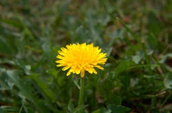 Taraxacum officinale - Pissenlit � Edith Smeesters