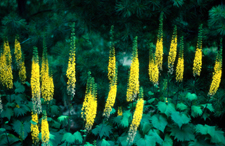Ligularia