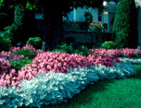 Annuals in beds