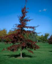 Quercus palustris