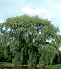 Salix alba tristis