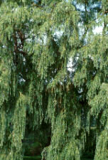 Salix alba tristis