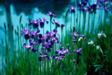 Iris sibirica