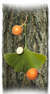 Ginkgo