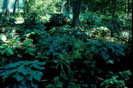 Jardin ombrag� priv�