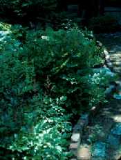 Jardin ombragé privé