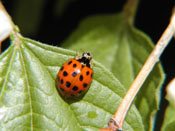 Coccinelle - Photo de Gilles Murray