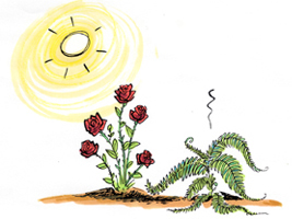 Put the right plant in the right place 