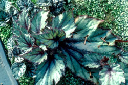 B�gonia rex-cultorum