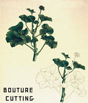 Bouturage de tige