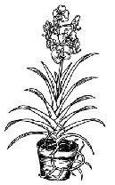 Orchidée monopodiale