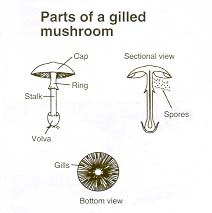 Part of a gilled mushroom