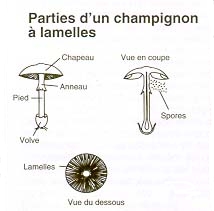 Cycle de vie d'un champignon - Cliquez pour agrandir