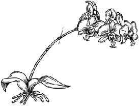 Taille de la hampe du Phalaenopsis