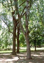 Arboretum of the Montr�al Botanical Garden