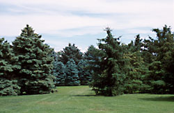Arboretum du Jardin botanique de Montr�al
