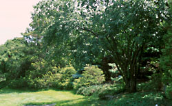 Arboretum du Jardin botanique de Montr�al