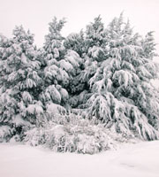 Arbres en hiver