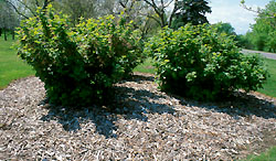 Mulch