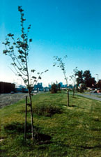 Arbres tuteur�s
