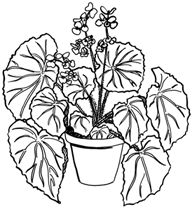 Plantes d'int�rieur