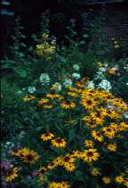 Perennial border