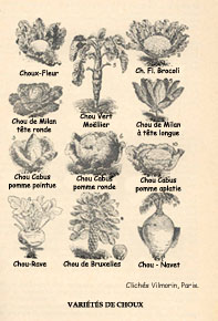 Vari�t�s anciennes de choux