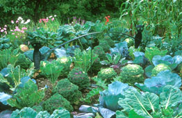 Potager du jardin Les Quatre-Vents, Charlevoix, Qu�bec