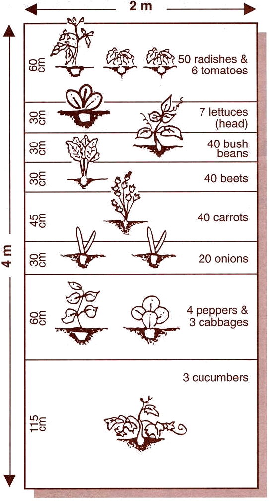 Suggestion for a vegetable garden
