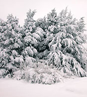 Sc�ne hivernale