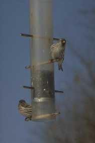 Roselins pourpr�s