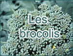 Les brocolis