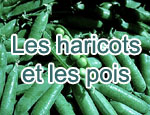 Les haricots et les pois