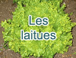 Les laitues