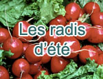 Les radis d'été