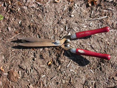 Hand shears ; � Pascale Maynard, Jardin botanique de Montr�al