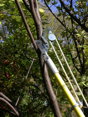 Long-arm pruner ; � Pascale Maynard, Jardin botanique de Montr�al